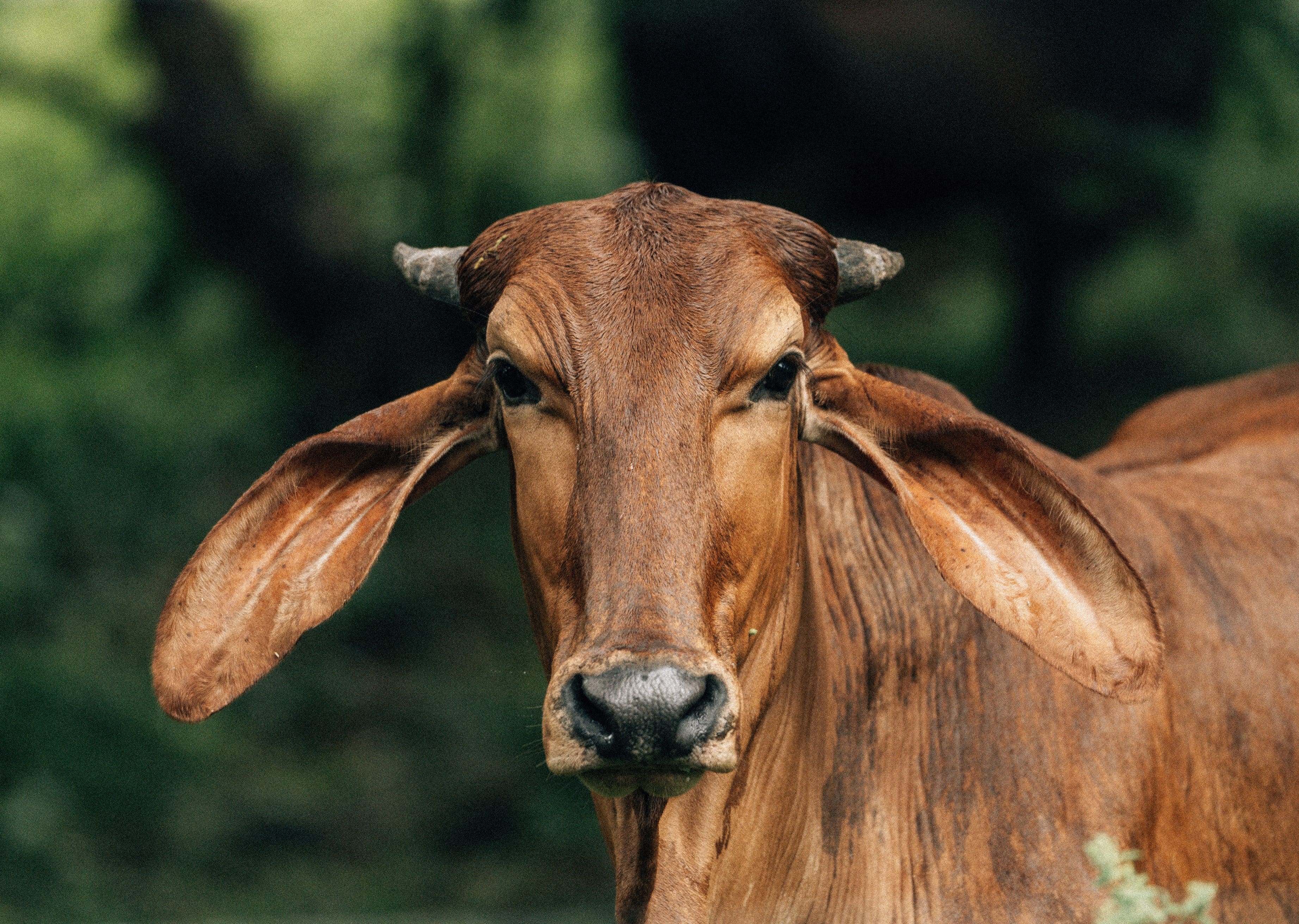 Gestión Estratégica y Competitividad de Sistemas Ganaderos de Carne: De la Cría al Engorde
