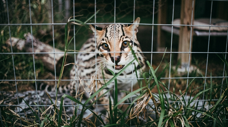 Rescate, Manejo y Rehabilitación de Fauna Silvestre