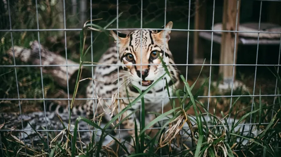 Rescate, Manejo y Rehabilitación de Fauna Silvestre